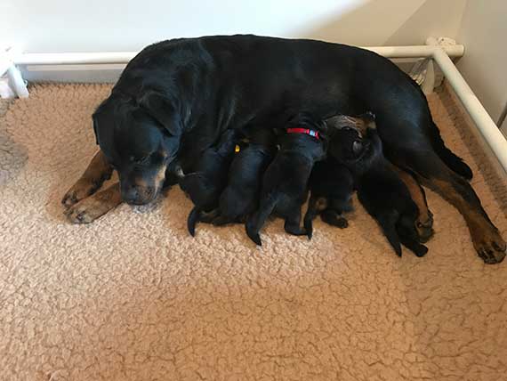 puppy's K-nest week 2